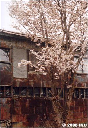 錆びた外壁と満開の桜